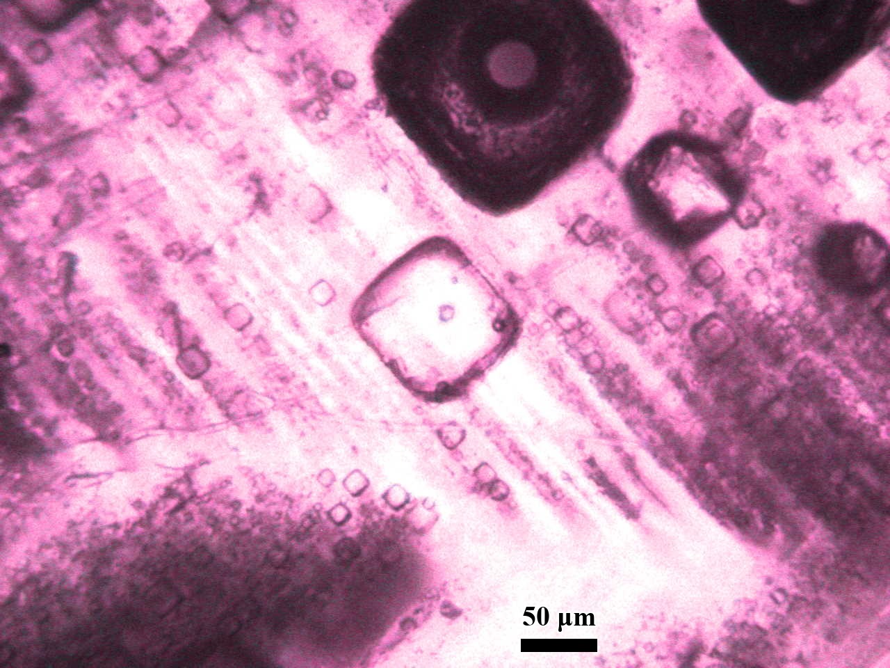 Primary fluid inclusions in chevron halite from Hurghada, Egypt, before laser ablation, with a 50 micrometer scale bar